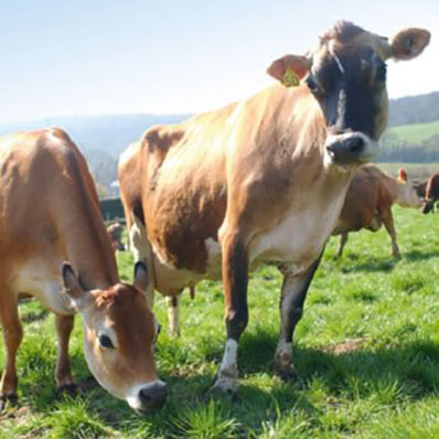 Beechdean Jersey cows